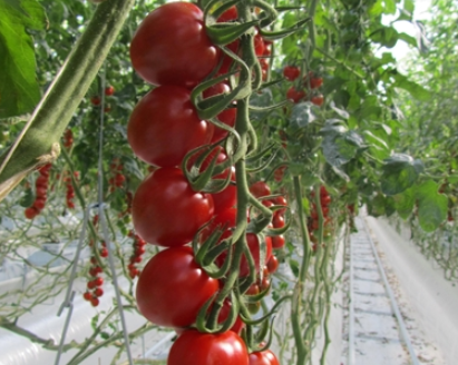Rännsystem för Tomat och Gurkodling 