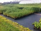 VICONA MyPecks, Markmatta Supermat 1,40×100m 105g/m²