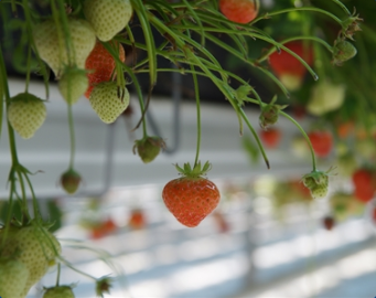 Odlingsystem för mjuk frukt
