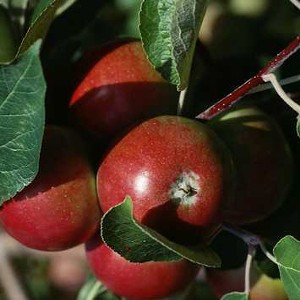 Äppel och päron odling