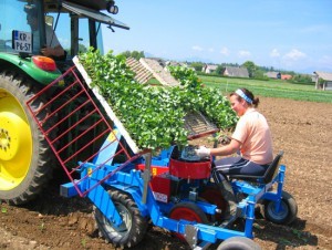 Planteringsmaskin f&ouml;r fyra rad max 30mm plugg