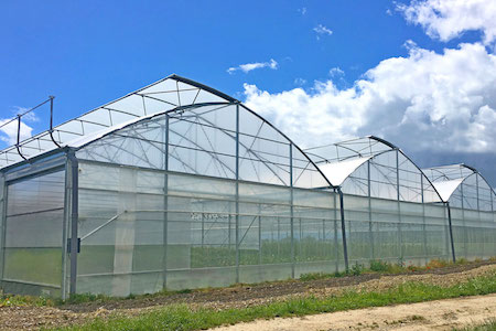 Växthus SCANDI MultiArt800 bredd 8m och längd 30m, 240m²