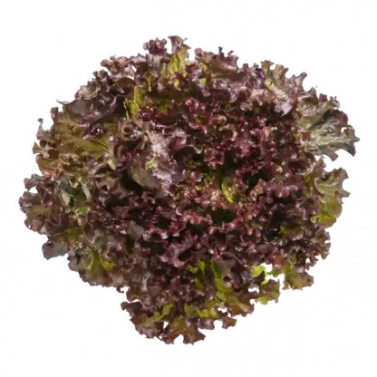 Batavia magenta uts&auml;de pris f&ouml;r 1 p&aring;se/1000st