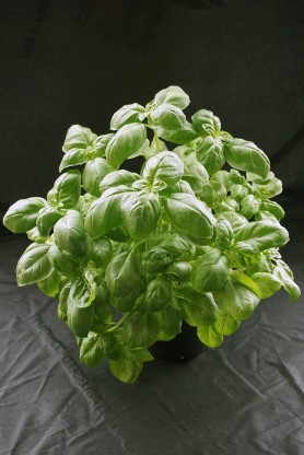 Basilika Aromatisk D&acute;riviera ligure 59gram ca700st pris/p&aring;se