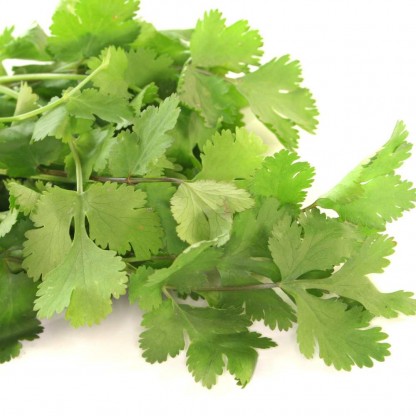 Koriander Calypso 20gram ca100st/gram ca1800st pris/p&aring;se