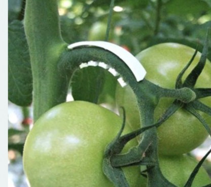 Flex Klasstöd tomatstöd 16.000st. VIT