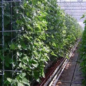 Rännodligssystem för Bär & Grönsaker